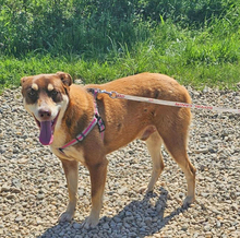 NERO, Hund, Mischlingshund in Rumänien - Bild 5