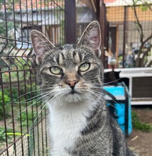 SALLY, Katze, Hauskatze in Ungarn - Bild 1