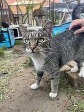 SALLY, Katze, Hauskatze in Ungarn - Bild 2