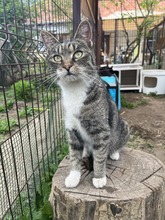 SALLY, Katze, Hauskatze in Ungarn - Bild 3