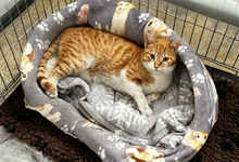 CHEETOS, Katze, Europäisch Kurzhaar in Ungarn - Bild 2