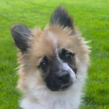 PIKOLINO, Hund, Mischlingshund in Kroatien - Bild 1