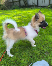 PIKOLINO, Hund, Mischlingshund in Kroatien - Bild 2