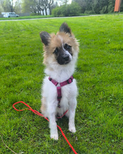 PIKOLINO, Hund, Mischlingshund in Kroatien - Bild 5