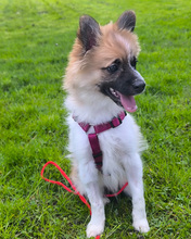 PIKOLINO, Hund, Mischlingshund in Kroatien - Bild 7