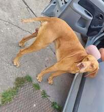 FICKO, Hund, Magyar Vizsla in Hünxe - Bild 2