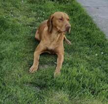 FICKO, Hund, Magyar Vizsla in Hünxe - Bild 3