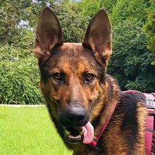SPORTY, Hund, Mischlingshund in Kroatien - Bild 1