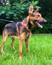 SPORTY, Hund, Mischlingshund in Kroatien - Bild 2
