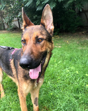 SPORTY, Hund, Mischlingshund in Kroatien - Bild 3