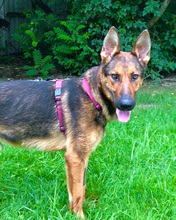 SPORTY, Hund, Mischlingshund in Kroatien - Bild 4