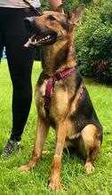 SPORTY, Hund, Mischlingshund in Kroatien - Bild 5
