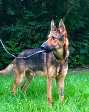 SPORTY, Hund, Mischlingshund in Kroatien - Bild 6