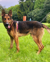 SPORTY, Hund, Mischlingshund in Kroatien - Bild 7