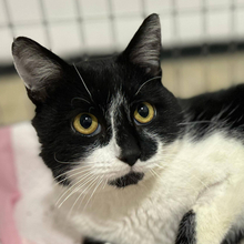 JACKPOT, Katze, Hauskatze in Ungarn - Bild 1