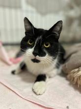 JACKPOT, Katze, Hauskatze in Ungarn - Bild 2
