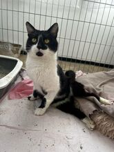 JACKPOT, Katze, Hauskatze in Ungarn - Bild 3