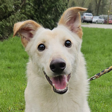 IDEFIX, Hund, Mischlingshund in Kroatien - Bild 1