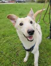 IDEFIX, Hund, Mischlingshund in Kroatien - Bild 2
