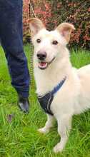 IDEFIX, Hund, Mischlingshund in Kroatien - Bild 3