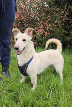 IDEFIX, Hund, Mischlingshund in Kroatien - Bild 6