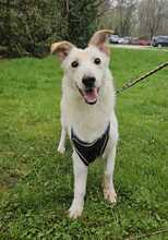 IDEFIX, Hund, Mischlingshund in Kroatien - Bild 7