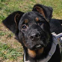 NALU, Hund, Mischlingshund in Kroatien - Bild 1