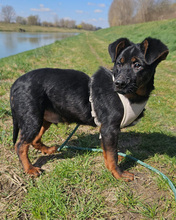 NALU, Hund, Mischlingshund in Kroatien - Bild 2