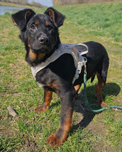 NALU, Hund, Mischlingshund in Kroatien - Bild 3