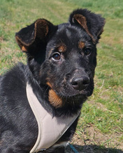 NALU, Hund, Mischlingshund in Kroatien - Bild 4