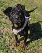 NALU, Hund, Mischlingshund in Kroatien - Bild 5