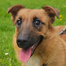 ANATOL, Hund, Mischlingshund in Kroatien - Bild 1