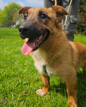ANATOL, Hund, Mischlingshund in Kroatien - Bild 2