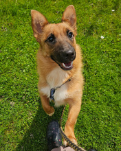 ANATOL, Hund, Mischlingshund in Kroatien - Bild 3