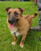 ANATOL, Hund, Mischlingshund in Kroatien - Bild 4