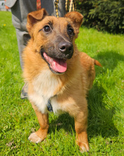 ANATOL, Hund, Mischlingshund in Kroatien - Bild 5