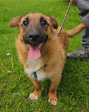 ANATOL, Hund, Mischlingshund in Kroatien - Bild 6