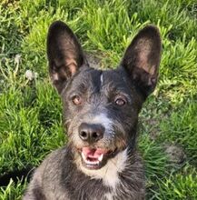 CHUBY, Hund, Mischlingshund in Slowakische Republik - Bild 1