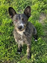 CHUBY, Hund, Mischlingshund in Slowakische Republik - Bild 2
