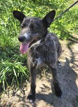 CHUBY, Hund, Mischlingshund in Slowakische Republik - Bild 3