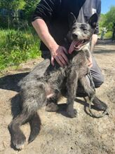 CHUBY, Hund, Mischlingshund in Slowakische Republik - Bild 4