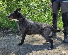 CHUBY, Hund, Mischlingshund in Slowakische Republik - Bild 5