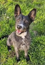 CHUBY, Hund, Mischlingshund in Slowakische Republik - Bild 6