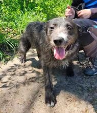 CHUBY, Hund, Mischlingshund in Slowakische Republik - Bild 7
