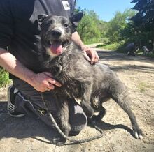 CHUBY, Hund, Mischlingshund in Slowakische Republik - Bild 8