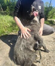 CHUBY, Hund, Mischlingshund in Slowakische Republik - Bild 9