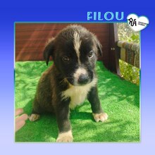 FILOU, Hund, Mischlingshund in Griechenland