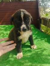 FILOU, Hund, Mischlingshund in Griechenland - Bild 3