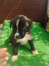 FILOU, Hund, Mischlingshund in Griechenland - Bild 4