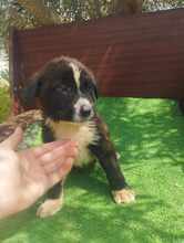FILOU, Hund, Mischlingshund in Griechenland - Bild 6
